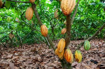 plantacion de cacao en campo ecuatoriano