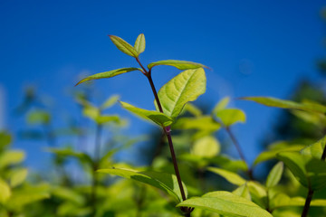 green leaves against blue sky