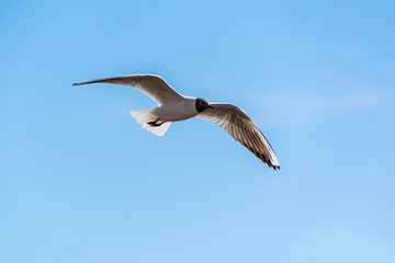 Flying seagull against clear sunny blue sky