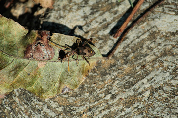 Tree bug on a leaf. 