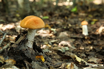 edible mushroom close up in the forest with copy space