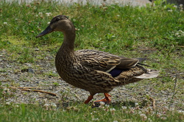 mallard duck
