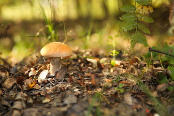 edible mushroom close up in the forest with copy space