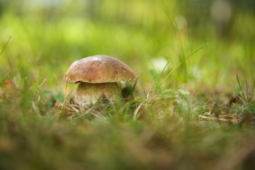 edible mushroom close up in the forest with copy space