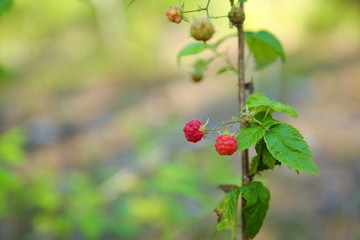 ripe raspberries on a branch with copy space
