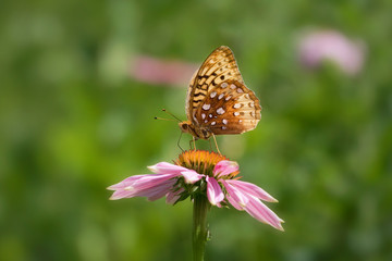 Great Spangled Fritillary butterfly on purple echinacea coneflower