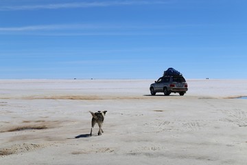 Wild dog following a car at the Salar de Uyuni, Bolivia. Nothing else to see around than white salt of the desert.