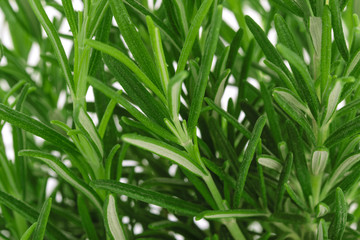 Close-up of a fresh bush of green rosemary herb as a full frame background