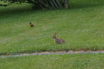 rabbit on the grass