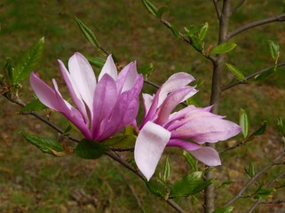 pretty purple flowers of magnolia tree at spring