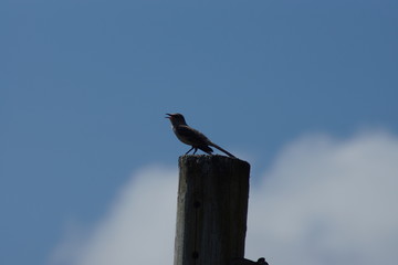 bird