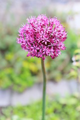 Zierlauch oder Kugellauch (Allium) - Blüte öffnet sich