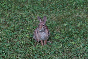 rabbit on the grass