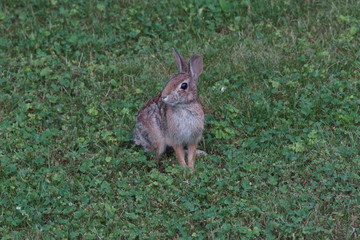 rabbit on the grass