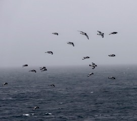 Flying birds in the storm, cape petrels in antarctic sea, Antarctica