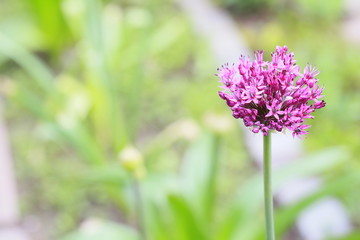 Zierlauch oder Kugellauch (Allium) - Blüte öffnet sich
