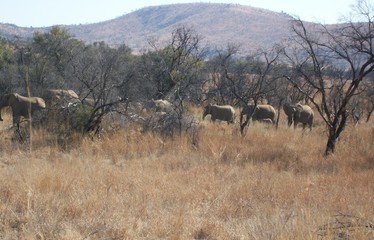 herd of elephants