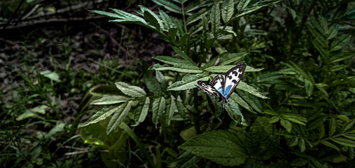 Butterfly in the leaf