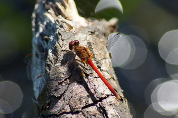 dragonfly on a tree