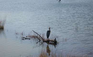 bird on water
