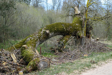 Tree overturned, cut to pieces and covered with moss