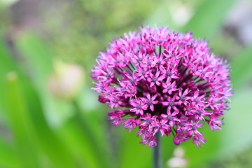 Zierlauch oder Kugellauch (Allium) - Blüte öffnet sich