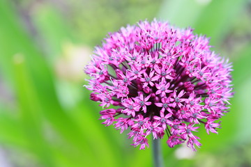 Zierlauch oder Kugellauch (Allium) - Blüte öffnet sich