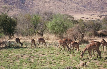 Naklejka na ściany i meble a group of impala