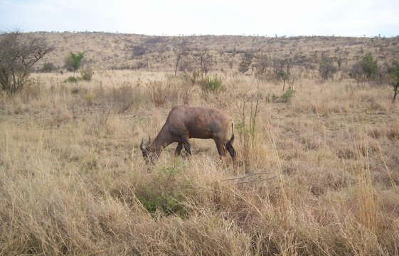wildebees grazing