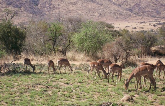 a group of impala