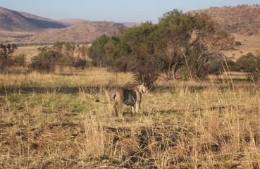 Lion in savanna