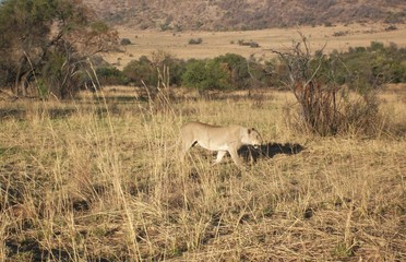 Lion in savanna