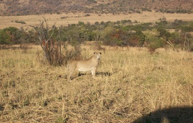 Lion in savanna