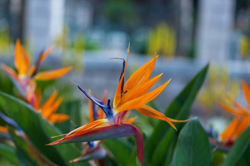 Bird of Paradise Flower in a Nature Garden, Abstract. Macro, shallow depth of field, texture background, flower close-up.