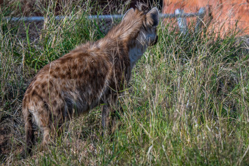 wolf in the grass