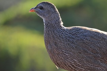 matrix; partridge; sand‐grouse