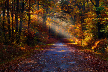 Road in the middle of autumn forest