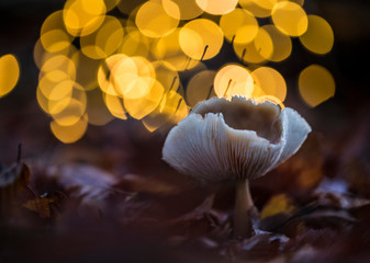 Forest mushroom in light bokeh