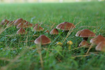 mushrooms in the grass