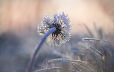 Frosty dandelion in a winter grass