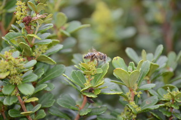 bee on a flower