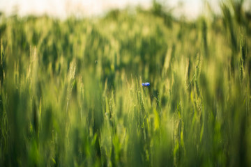 SIngle cornflower in a green field of wheat