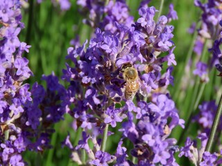 Honey bee on lavender