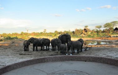 herd of Elephants