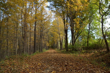autumn in the forest