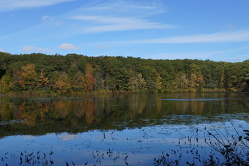 autumn in the forest