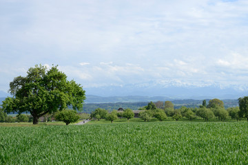 route dans la Thurgovie - Suisse
