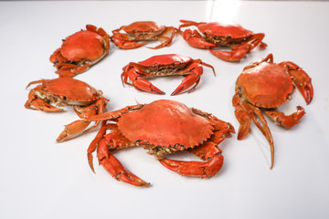 red crab on white background