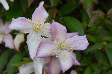 Clematis montana is large deciduous climber with single pristine white flowers with bright yellow centres. Blooming from late spring blossoms are so profuse they cover the trifoliate dark green leaves