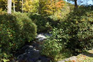 autumn in the forest